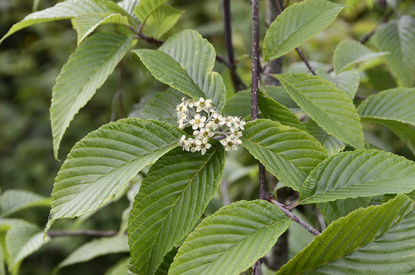 Рябина Хемсли / Гриффитария Хемсли (Sorbus hemsleyi, =Griffitharia hemsleyi)