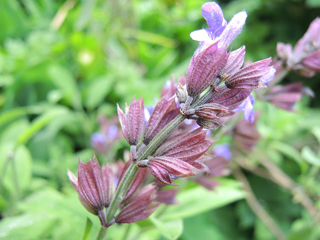 De mooiste foto's uit mijn tuin van juni 2015