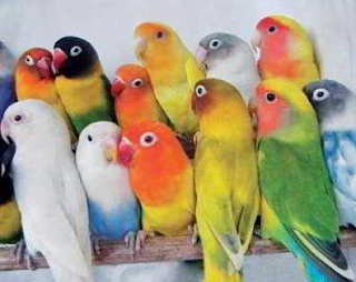 Tips Menyilangkan Lovebird Agar Menghasilkan Warna Yang Bervariasi