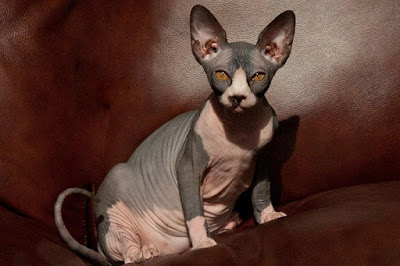 Adopt Sphynx