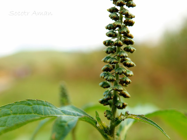 Ambrosia artemisiifolia