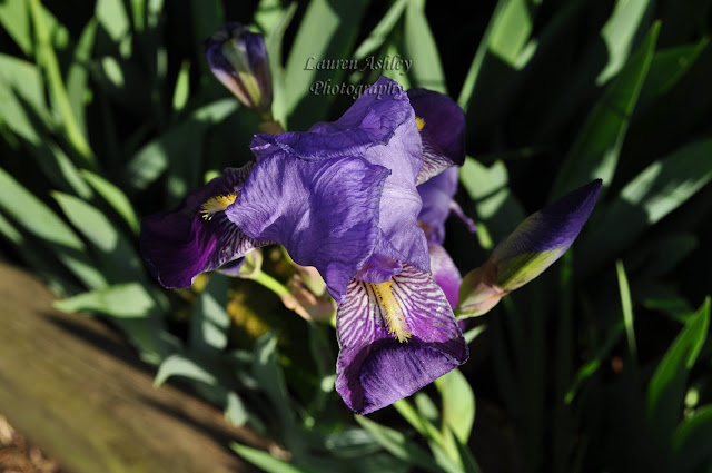 Iris