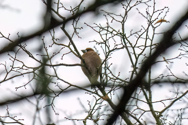 Hawfinch