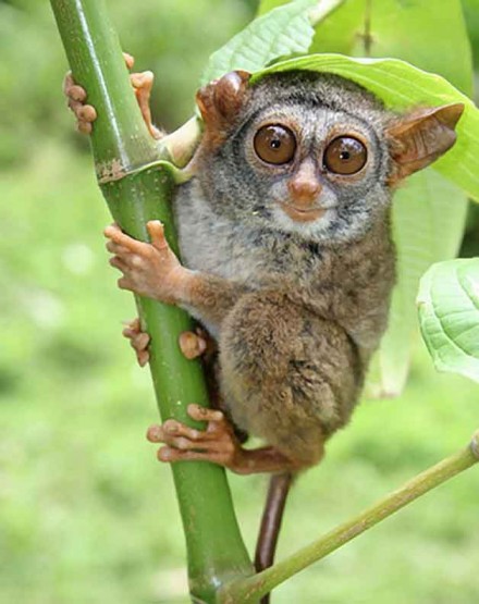 Primata Terkecil di Dunia Asli Indonesia  Fauna Gue