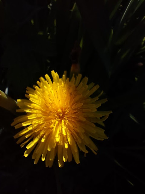 Oppo A54 5G Camera