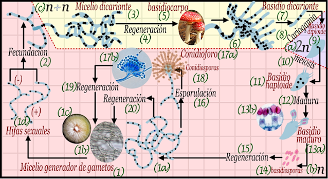 Ciclo de vida de los basidiomicota.