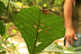 Sendero de selva tropical en Tortuguero