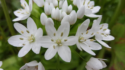 (Almost) Wordless Wednesday - white flowers