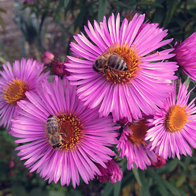 Magenta orange flowers close-up macro iphone