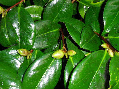 Camellia with November buds