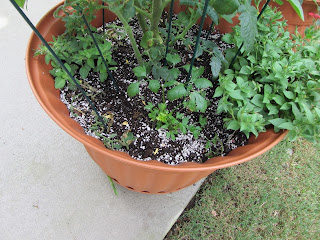 Gardening with Bobbins of Basil