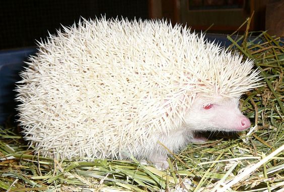 Hedgehog | A-Z List of 125 Rare Albino Animals [Pics]