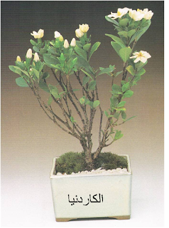 كاردنيا ,كاردينا ,زهرة الكاردنيا , شجرة الكاردنيا , الجاردينيا ,غاردنيا gardenia jasminides