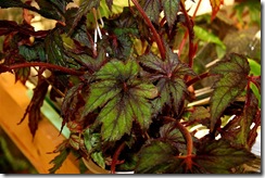 Star Begonia