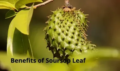 Benefits of Soursop Leaf
