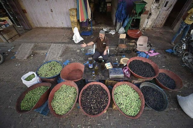 فلسطين :: صور : انواعا مختلفة من ثمار الزيتون في #غزة .  2017 