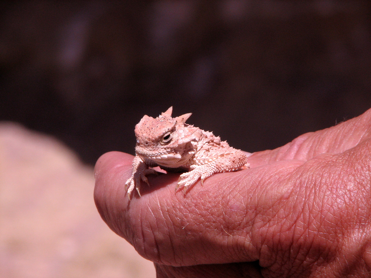 04a posing lizard