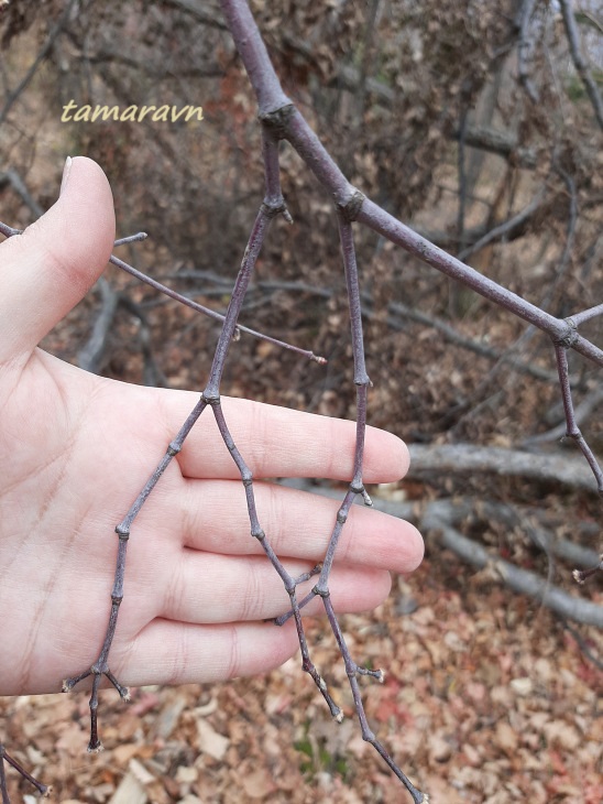 Клён ложнозибольдов (Acer pseudosieboldianum)