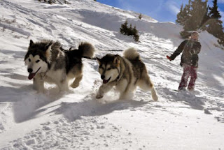 Alaskan Malamute in 2 Months Old