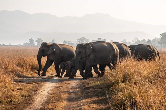 Asian elephant at Corbett national parks Uttrakhand