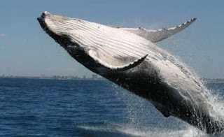 humpback whale, humpback whale breaching