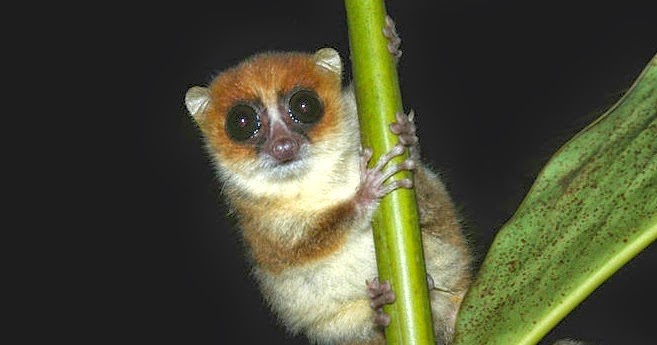 Esciencecommons For The Love Of Lemurs And Madagascar