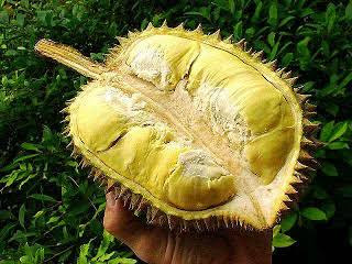 adenalfi: durian otong