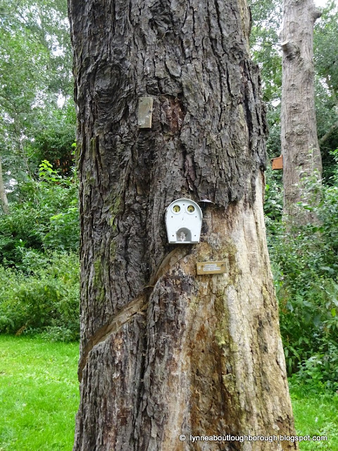 Fairy door placed in tree trunk