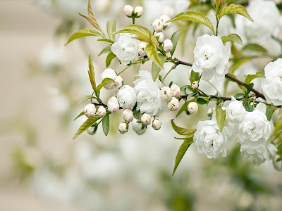 Lovely White Rose wallpaper