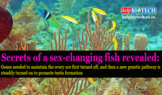 Secrets of a sex-changing fish revealed