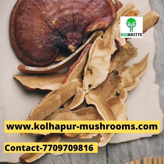 Ganoderma Mushroom Spawn Supplier In Raipur  | Scope Of Ganoderma Mushroom In Chhattisgarh | Ganoderma Mushroom Exporter