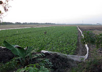 Hanya Satu Petak Sawah Yang Ditanami Kacang Hijau