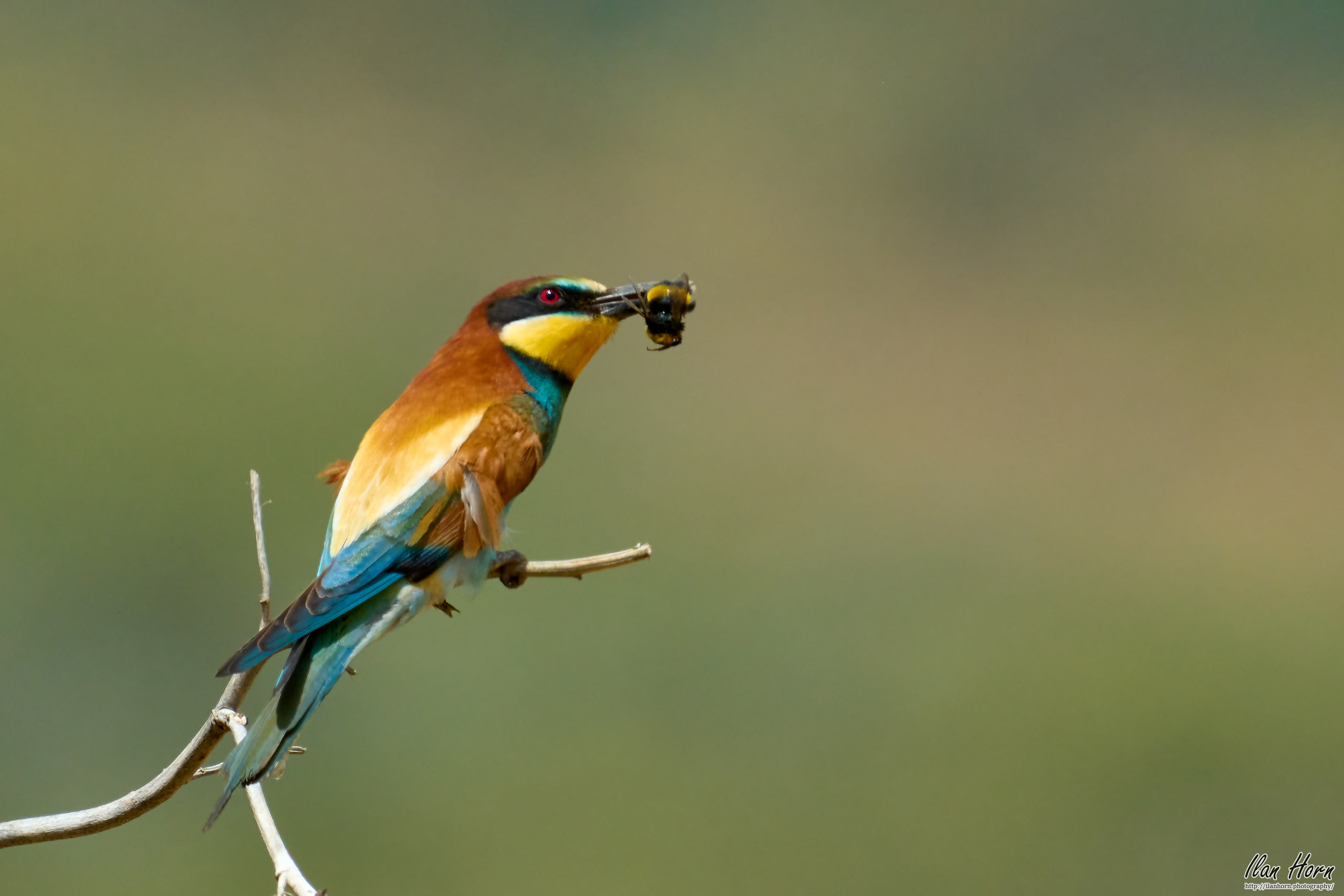 Bee-Eater with Catch