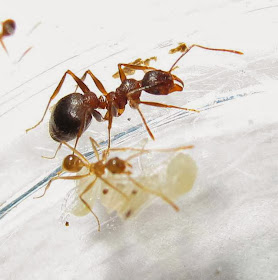 The median and minor workers of this rare Pheidole species with pupae (of minor and median workers) and a larva