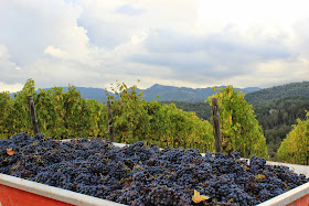 Italian wine blog