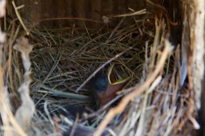 bluebird nestlings: 1 gaping, 2 hidden