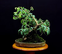 fikus bonsai