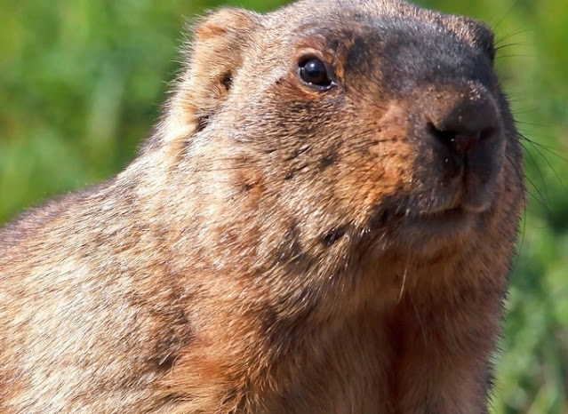 2023 Groundhog Day Did Punxsutawney Phil Predict an Early Spring or Extended Winter