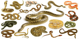 snakes names, list of snakes snakes, snakes names with pictures