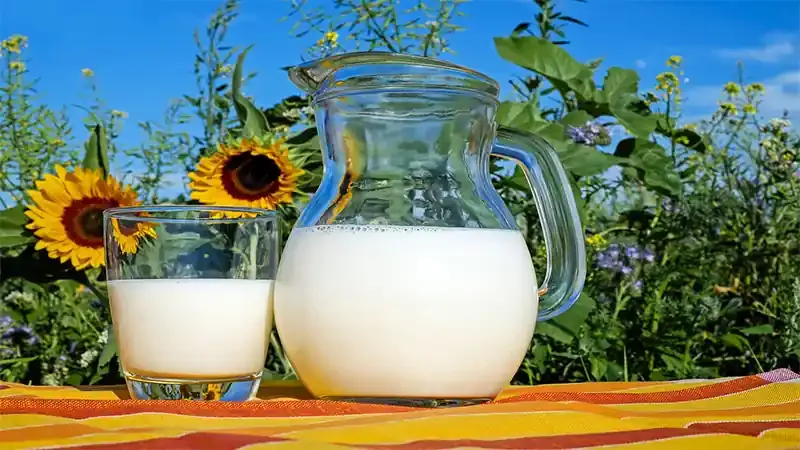 هل الحليب مفيد لكمال الاجسام