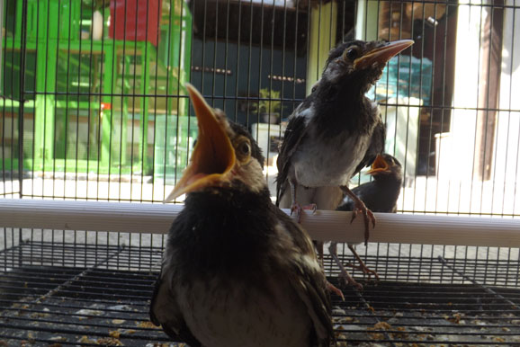 Ternak Burung Kicau: Harga Jual Jalak Suren Terbaru 2017