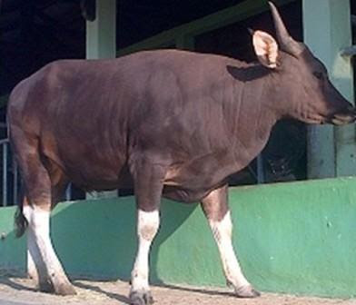 Foto atau Gambar Sapi Jaliteng