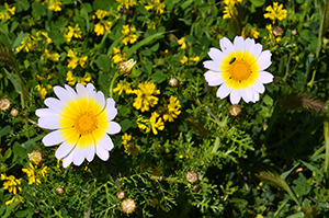 Daisies 02