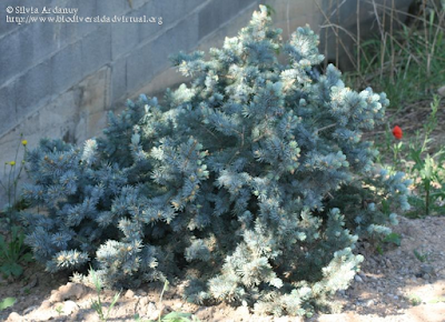 http://www.biodiversidadvirtual.org/herbarium/Picea-pungens-Engelm.-Globosa-img287228.html