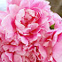 The peony, beauty of spring
