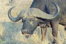 африканский буйвол