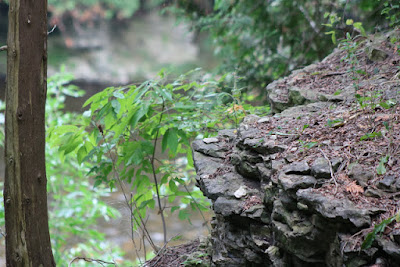 Camping at the Elora Gorge Conservation Park and walking through the magic that it holds.