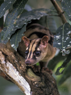 Cara Memelihara Musang Zebra