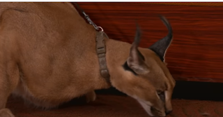 Caracal sniffing ground