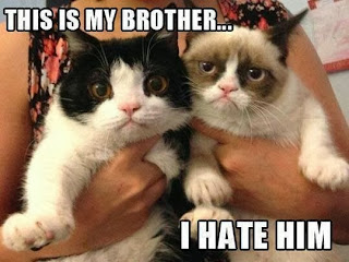 Hate Cat Brothers